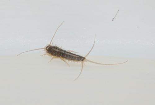 Ctenolepisma lineata